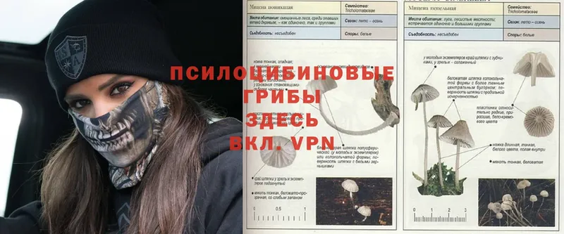 Галлюциногенные грибы Psilocybe  дарнет шоп  Рыбное 